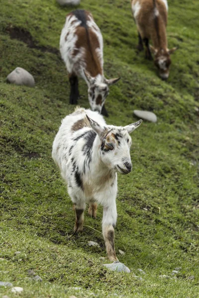 Small white goat. — Stock Photo, Image