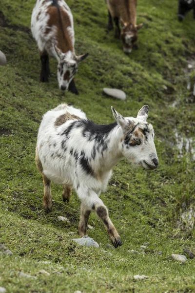 Cute goat walking. — Stock Photo, Image