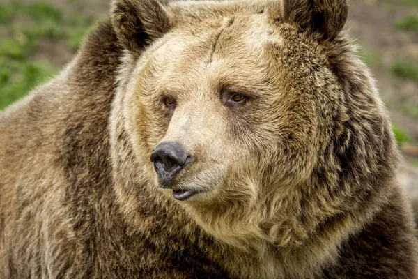 Il volto di un orso grizzly . — Foto Stock