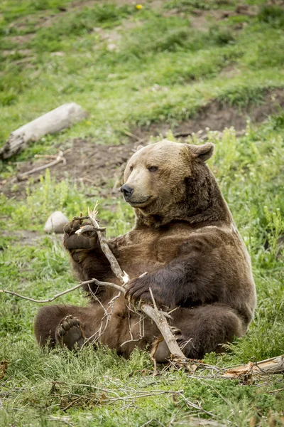 Grizzly com um pau . — Fotografia de Stock
