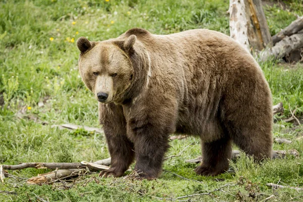 SideView medvěd grizzly. — Stock fotografie