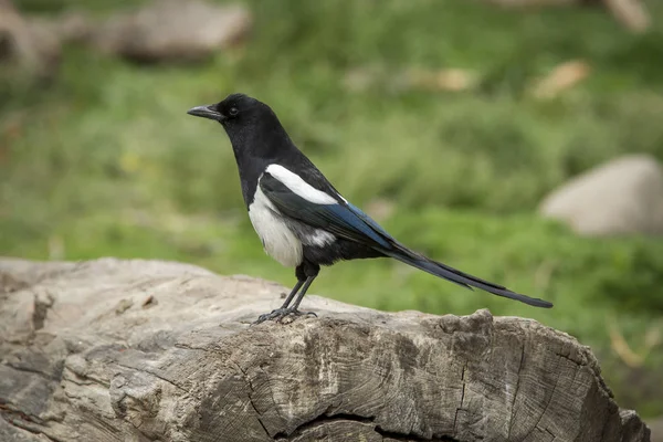 Magpie empoleirado em log . — Fotografia de Stock