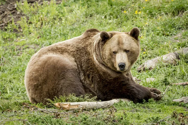 Medvěd grizzly s holí. — Stock fotografie