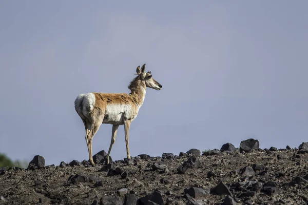 Pronghorn de pé em uma colina . — Fotografia de Stock