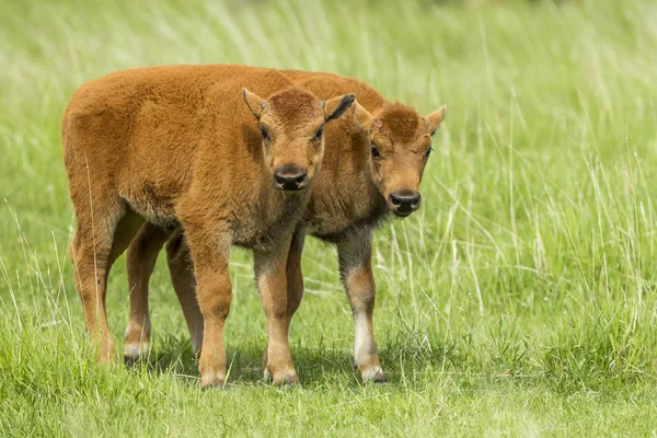 Två bison kalvar i ett fält. — Stockfoto