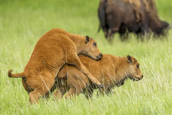 One bison calf mounts another. — Stock Photo, Image