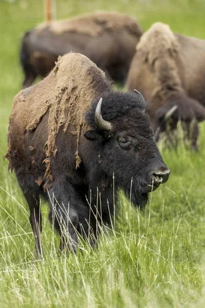 Close up van grote bison. — Stockfoto