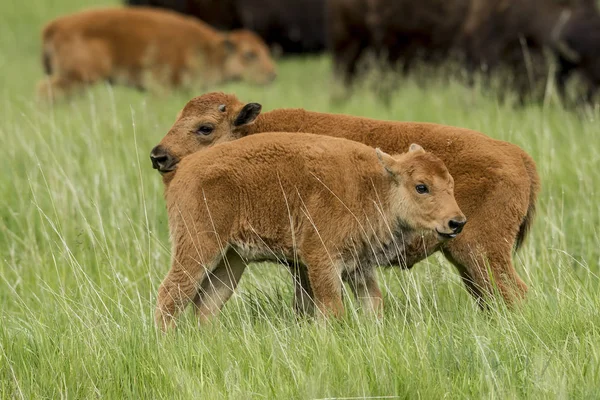 Dvě bison telata vedle sebe. — Stock fotografie