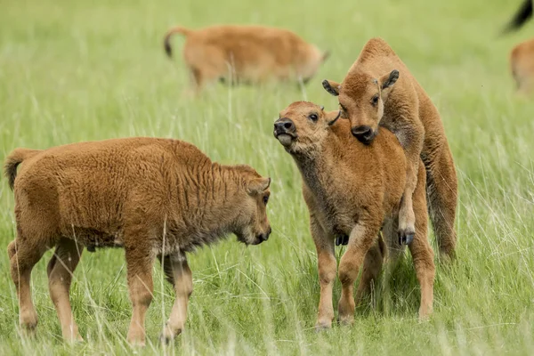 Bisonkalb lässt sich nicht gern besteigen. — Stockfoto