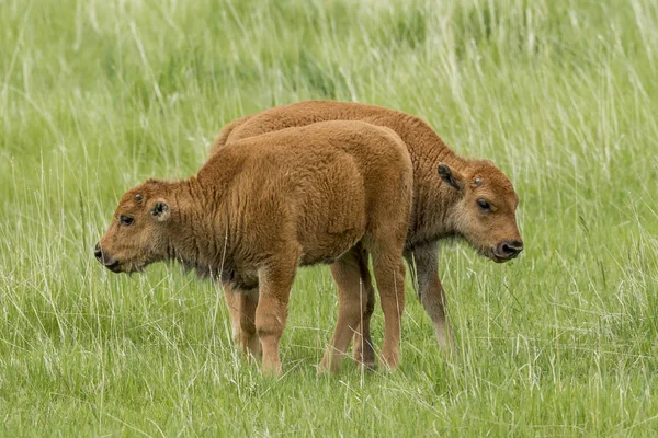 Two small bison calves standing in field. — Stock Photo, Image