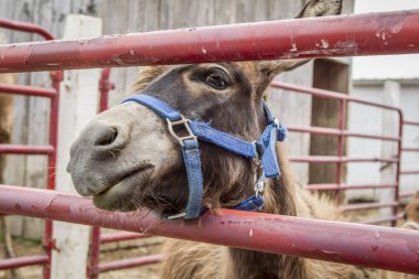 Bir eşek Huomorous resmi.