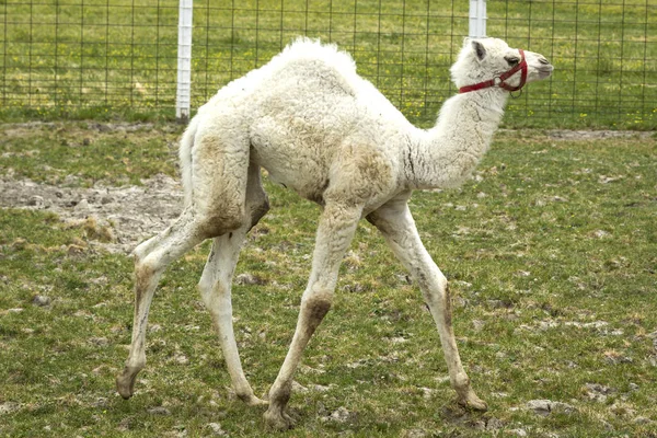 Baby Альбіно верблюда прогулянки в траві. — стокове фото