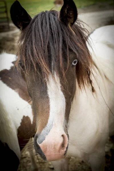 Söt ponny porträtt. — Stockfoto