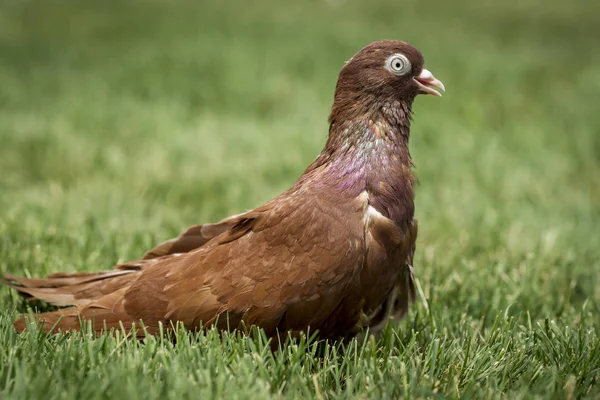 Bonita paloma rodante marrón . — Foto de Stock