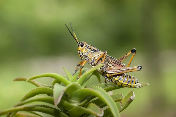 Locust dużych roślin. — Zdjęcie stockowe