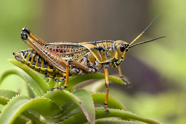 Macro immagine di una locusta gialla . — Foto Stock