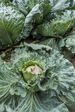 Büyük kafası lahana.