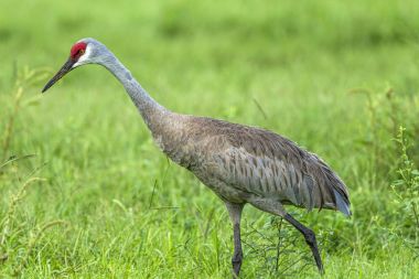 Yan görünüm sandhill crane.