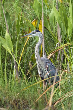 Heron otlar arasında duruyor.