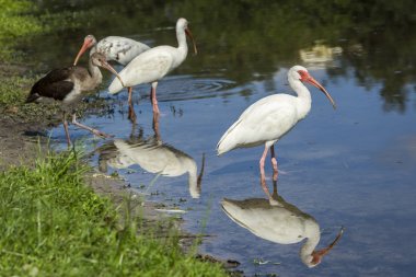 Su tribünde beyaz ibises.
