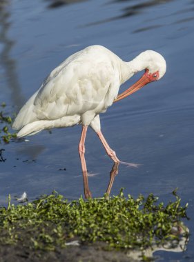 Ibis kendisi preens.