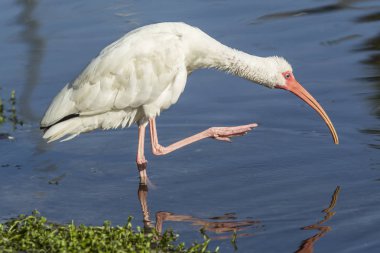 Ibis sudan bacak asansörleri.