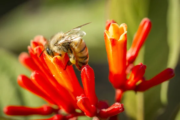 Bumble Bee op bloem. — Stockfoto