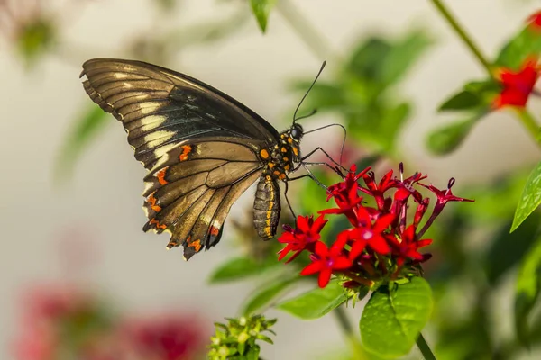 Schmetterling auf einer Blume. — Stockfoto