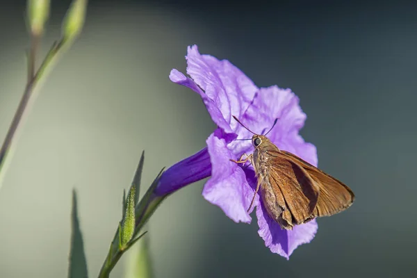 Motte auf lila Blume. — Stockfoto