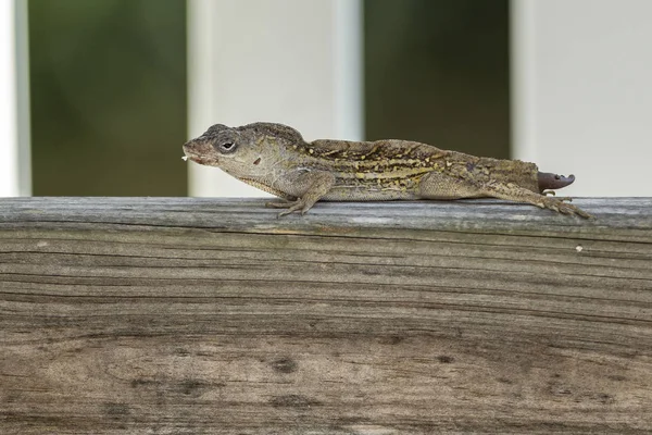 Faoszlop alakja a Gecko. — Stock Fotó