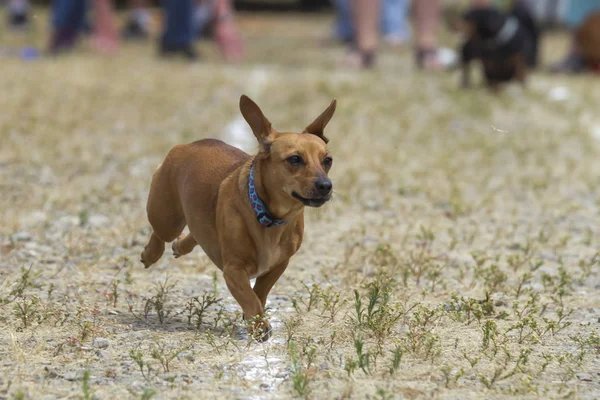 Dachshunds\'s ears flapping in a race.