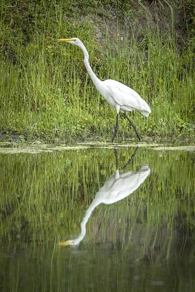 White egret by a pond. — Stock Photo, Image