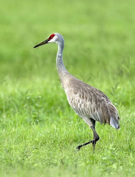 Crane walks in grass. — Stock Photo, Image