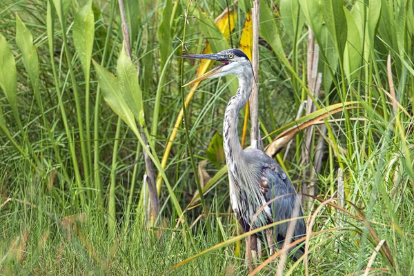 Heron gagası açar.