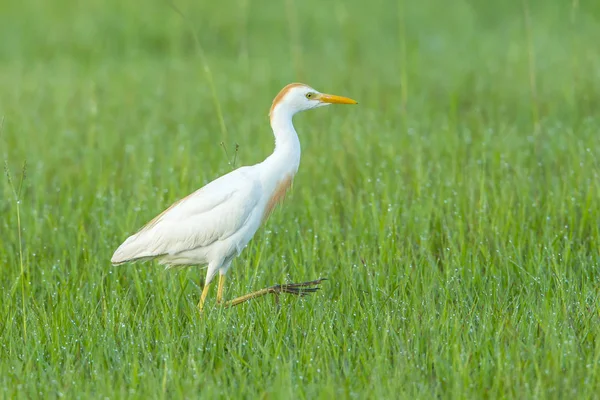 L'aigrette des bovins marche dans les champs . — Photo