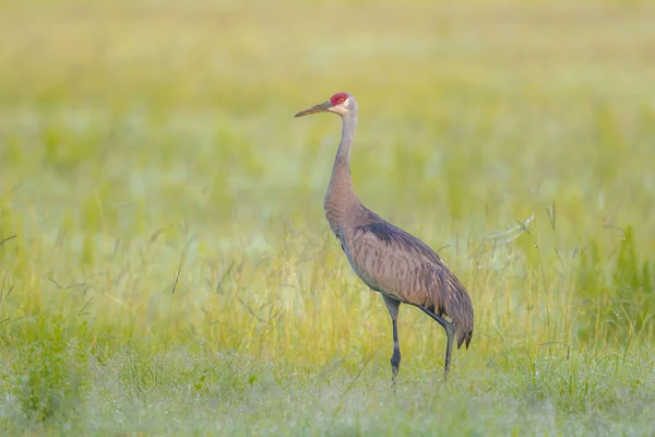 Γερανός sandhill στον τομέα. — Φωτογραφία Αρχείου