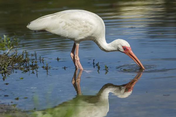 Ibis drinks water from pond.