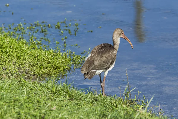 Jeune ibis se tient au bord de l'eau . — Photo