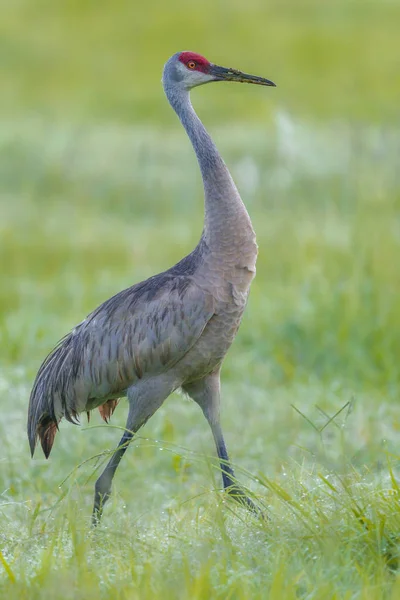 Portraiture of crane in field. — Stock Photo, Image
