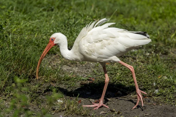 Ibis procura comida . — Fotografia de Stock