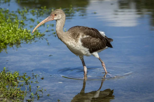 Ibis juvénile marche dans l'eau . — Photo