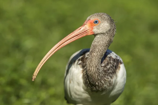 Long bec d'un jeune ibis blanc . — Photo