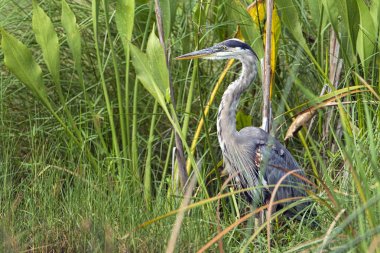 Büyük mavi balıkçıl uzun otların içinde.