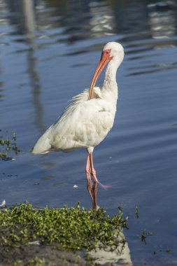 Ibis Gaga ile ulaşır.