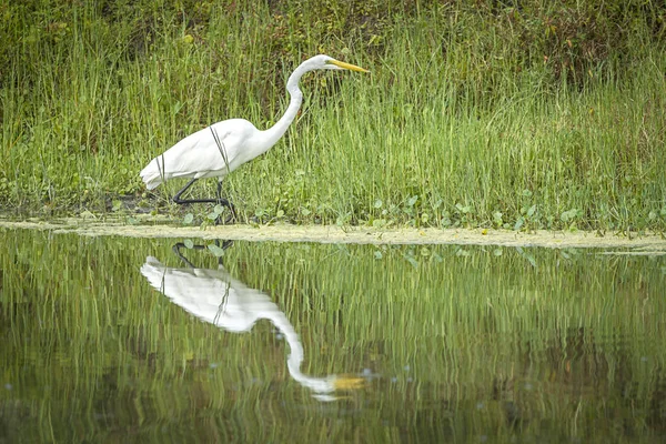 White egret and reflection in pond. — Stock Photo, Image