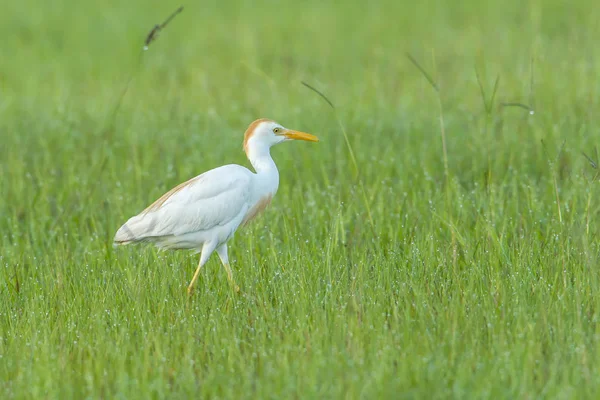 Sığır balıkçıl alanındaki.