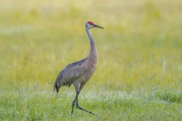 Otların arasında Sandhill crane yürür.