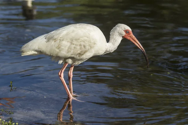 Ibis wades in water.