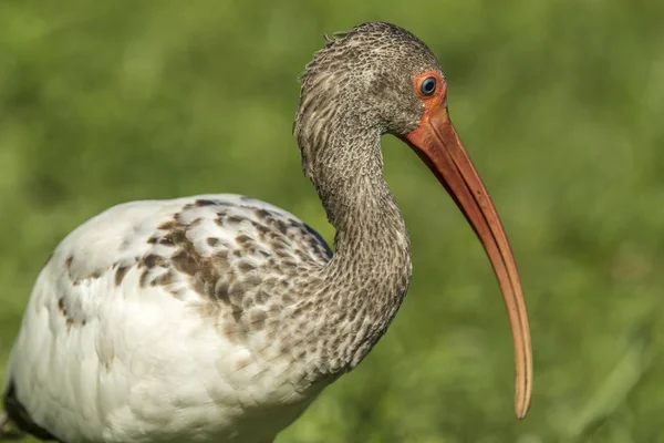 Gros plan des jeunes ibis . — Photo