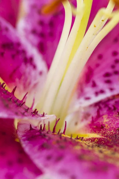 Ekstremalnych makro lilia. — Zdjęcie stockowe